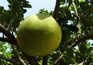 四川柑橘種植技術(shù)規(guī)程新版（四川柑橘種植技術(shù)規(guī)程新版）