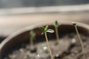 柑橘芽種植方法技術（柑橘苗的種植方法）