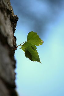 三年以上柑橘怎么管理（三年柑橘樹(shù)一年要施多少次肥）