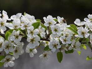 大柑橘樹種植技術(shù)視頻（大柑橘樹種植技術(shù)視頻教學）