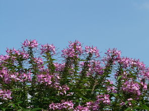 柑橘嫁接后新芽需防紅蜘蛛嗎（柑橘嫁接多久發(fā)芽）