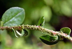 柑橘不修剪會(huì)不會(huì)開(kāi)花結(jié)果呀（柑橘不修剪會(huì)不會(huì)開(kāi)花結(jié)果呀圖片）