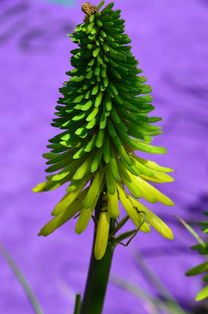 柑橘病蟲害防治及種植管理技術規(guī)范（柑橘病蟲害防治及種植管理技術規(guī)范）