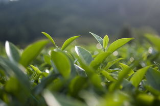 河南柑普茶多少錢(qián)（1775柑普茶）