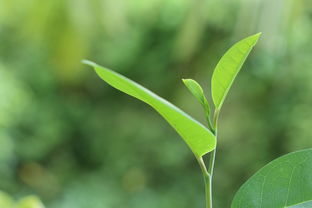 青柑種植技術(shù)視頻（青柑樹的藥用價值）