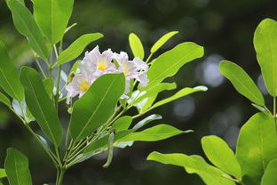 柑橘培植技術(shù)要點(diǎn)總結(jié)怎么寫（柑橘栽培技術(shù)要點(diǎn)）