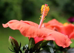 沃柑開(kāi)花前保花還開(kāi)花后噴藥好呢（沃柑花期可以噴藥嗎?）