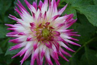 明日見柑橘營養(yǎng)價值探秘:高維C與抗氧化成分的黃金組合