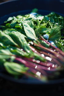 2023年川津5號枝條價格表:最新市場報價與采購指南