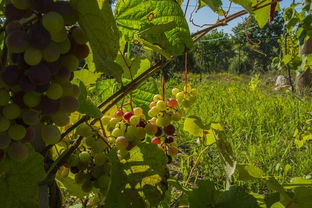【四川春見柑橘4.5斤大果新鮮現(xiàn)摘爆汁甜嫩當季水果限時特惠順豐包郵】