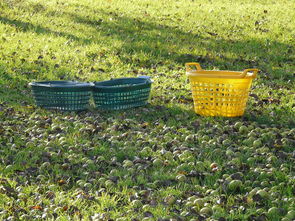 四川柑橘果園直供枝條丨優(yōu)質(zhì)嫁接種苗產(chǎn)地直采，品種純正量大優(yōu)惠