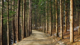 吉林有柑橘嗎？探秘東北地區(qū)柑橘種植的可能性與現(xiàn)狀