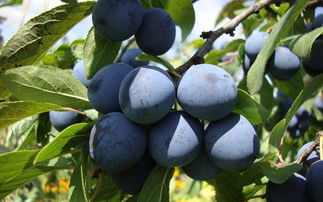 【當季現(xiàn)摘】四川愛媛橙5斤新鮮柑橘 產(chǎn)地直發(fā) 爆汁酸甜 水果禮盒裝特惠