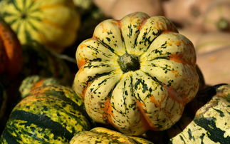 四川柑橘類有哪些品種名稱？常見品種及特色介紹