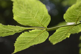 柑橘樹病蟲害防治關(guān)鍵技術(shù)及綠色防控實踐指南