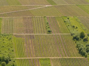 柑橘常見病蟲害圖譜識別與防治實用指南