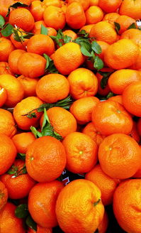 宜賓翠屏區(qū)柑橘產(chǎn)業(yè)：綠色生態(tài)助力鄉(xiāng)村振興，打造特色農(nóng)業(yè)新標桿