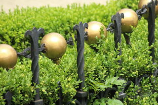 如何區(qū)分柑橘各種品類:從外觀特征到品種差異的全面辨識指南