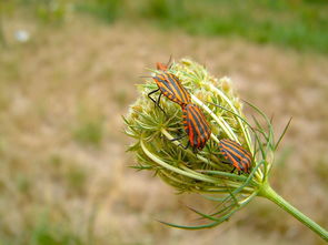 柑橘失尖蚧危害蟲態(tài)的發(fā)生規(guī)律與綜合防治技術(shù)研究