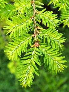 柑橘幼苗嫁接技術(shù):高效應用與操作要點解析