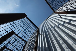 嫁接柑橘砧木要多久才能嫁接？關鍵步驟與時間周期全解析