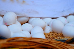 柑橘嫁接發(fā)芽后蔫怎么回事？解析新芽萎蔫的5大成因與防治方法