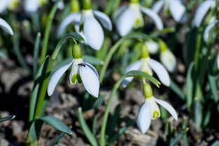 探秘普早柑橘特點(diǎn)：優(yōu)質(zhì)品種的優(yōu)勢(shì)解析與栽培技術(shù)要點(diǎn)