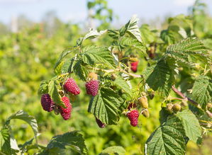 四川耙耙柑幾月開花結(jié)果？揭秘果實(shí)生長(zhǎng)周期與收獲時(shí)節(jié)