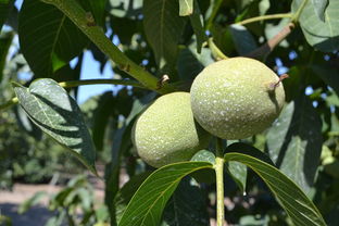 柑橘能嫁接什么樹？常見(jiàn)砧木選擇與嫁接技術(shù)詳解