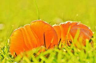 柑橘烏云講什么？深度解析其背后的隱喻與啟示