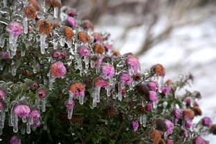 柑橘整形修剪視頻 - 手把手教你春季修剪技巧與注意事項(xiàng)