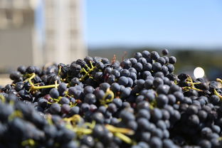 柑桔大分四號(hào)果樹優(yōu)質(zhì)豐產(chǎn)栽培技術(shù)解析