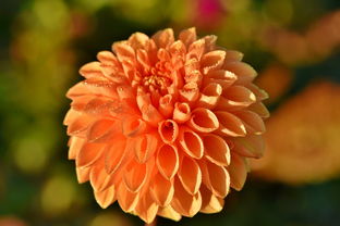 蜜達柑橘苗視頻:高效種植技巧與養(yǎng)護全流程詳解