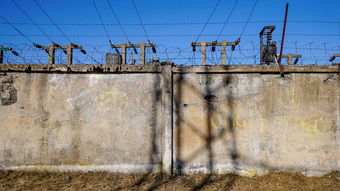 2024柑橘修剪技術(shù)全攻略:科學(xué)剪枝與高產(chǎn)果園管理要點(diǎn)