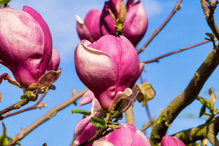 巴東椪柑多少錢一斤？2023當(dāng)季鮮果產(chǎn)地直供價(jià)格速覽