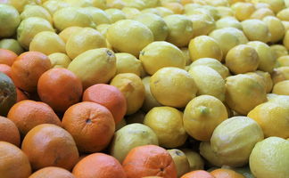 成年柑橘樹如何移栽最好視頻教程:詳細(xì)步驟與專業(yè)技巧全解析