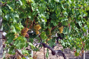 柑桔苗種植方法全解析:從選苗到培育的實(shí)用技術(shù)指南