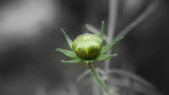 特早柑橘新品種優(yōu)質早熟良種引種栽培技術解析