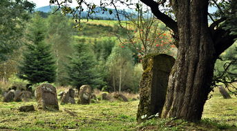 柑橘樹(shù)嫁接時(shí)間方法詳解:掌握最佳時(shí)機(jī)與操作技巧