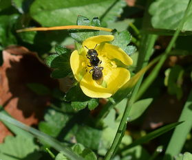 柑橘什么時候種植最佳？掌握關(guān)鍵時間點確保豐收高產(chǎn)