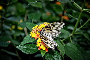 柑橘潛葉蛾發(fā)生有什么特點(diǎn)？解析其發(fā)生規(guī)律與綜合防治關(guān)鍵點(diǎn)