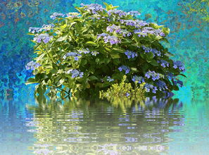 四川耙耙柑樹苗高產(chǎn)栽培指南：優(yōu)質(zhì)品種選購與種植技巧解析