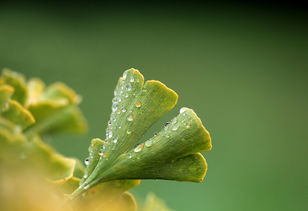 柑橘3月份發(fā)芽后打什么藥？關(guān)鍵期用藥指南與病蟲害防治詳解