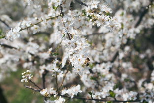 斯蜜柑橘品種特征解析：果實性狀、栽培優(yōu)勢與適應(yīng)性研究