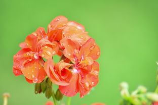 柑橘種類概述:全球主要品種及其栽培應(yīng)用解析