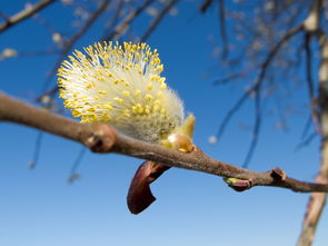 柑橘樹三個主枝在一個點(diǎn)上的整形修剪技巧與高效培育方法