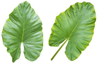 成年柑橘樹在一年中應(yīng)施哪幾次肥？科學(xué)施肥關(guān)鍵階段與時期解析