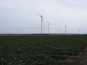 柑桔花期可修剪嗎？科學解析花期修剪的時機、方法與注意事項