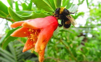 柑桔樹(shù)苗怎樣栽活？高效栽培技巧與科學(xué)管理步驟解析