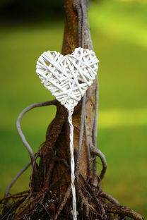 明日見柑橘裂果論壇:專家齊聚共商裂果防治技術與產(chǎn)業(yè)升級策略